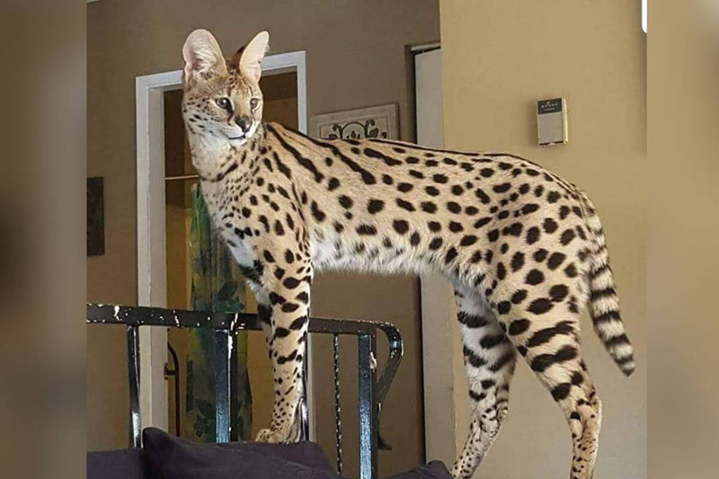 Mèo serval ( linh miêu)